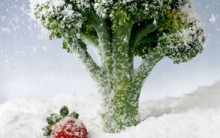 Dicas de Como Congelar Alimentos Corretamento Mantendo o Sabor