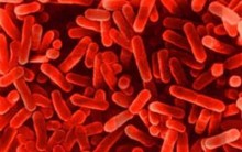 Quimiossíntese com Oxidação de Substâncias Inorgânicas, Como Funciona