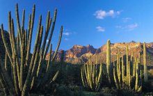 Cactos Sobrevivem no Deserto, Absorvem Água e Armazenam