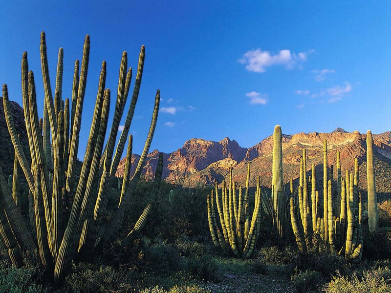 Cactos Sobrevivem no Deserto, Absorvem Água e Armazenam