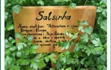 Benefícios da Salsa para nossa Saúde, Uso Medicinal, Vitaminas