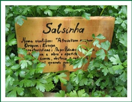 Benefícios da Salsa para nossa Saúde, Uso Medicinal, Vitaminas
