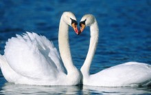 Tudo sobre Cisnes – Espécies, Habitat, Curiosidades e Fotos Incríveis