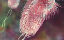 Brasil tem Suspeita de Contaminados pela Bactéria E. Coli em Campinas