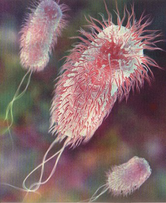 Brasil tem Suspeita de Contaminados pela Bactéria E. Coli em Campinas