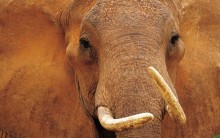 Melhores Fotos da Vida Selvagem: Imagens Incríveis, Animais, Cotidiano