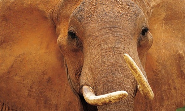 Melhores Fotos da Vida Selvagem: Imagens Incríveis, Animais, Cotidiano
