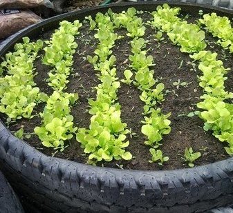 horta-em-pneus-é-saudável-