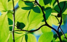 Fotossíntese: Como Funciona e Etapas, Resumo para Estudo com Esquemas