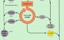Respiração Aeróbia – Glicólise, Ciclo de Krebs e Cadeia Respiratória