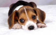 Melhores Fotos de Filhotes Fofos: Cachorro, Gato, Coelho, Foca e mais