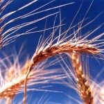 germe-de-trigo-benefícios-receita-barra-de-cereal