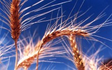 Saiba Sobre o Germe de Trigo – Seus Benefícios a Saúde e Vitaminas