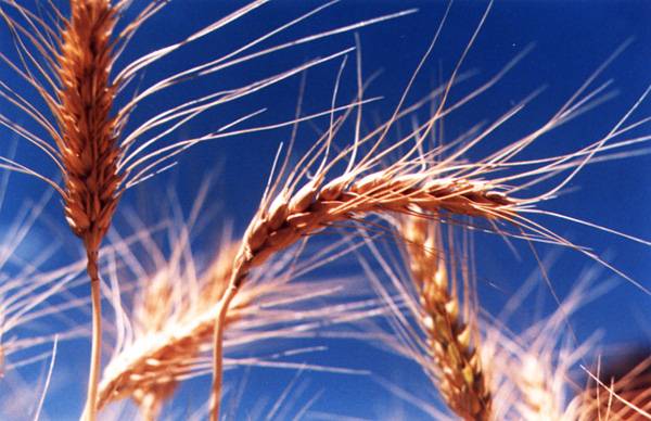 Saiba Sobre o Germe de Trigo – Seus Benefícios a Saúde e Vitaminas