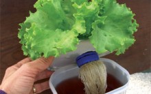 Hidroponia: Cultivo Hidropônico de Verduras em Potes de Sorvete