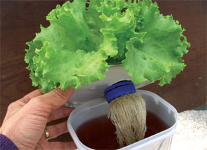 Hidroponia: Cultivo Hidropônico de Verduras em Potes de Sorvete