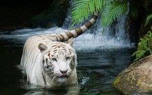 Melhores Fotos de Tigres Brancos: Lindas Imagens Animais para Imprimir