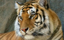 Lista com os Principais Animais em Risco de Extinção no Mundo em 2011