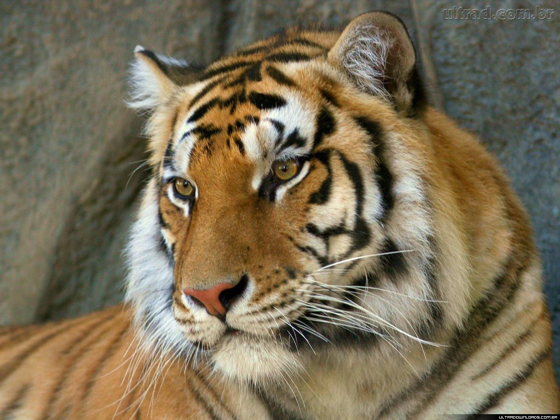 Lista com os Principais Animais em Risco de Extinção no Mundo em 2011
