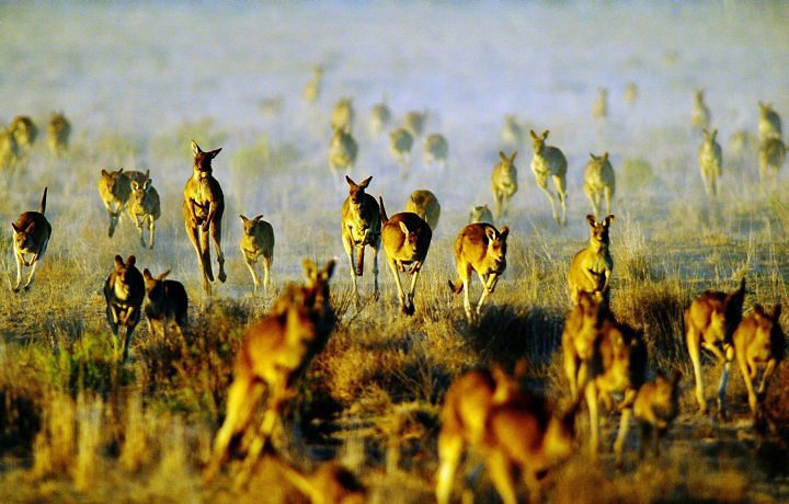 melhores-fotos-da-austrália