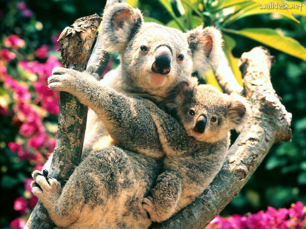 melhores-fotos-da-austrália