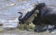 Melhores Fotos de Ataques de Animais Selvagens: Imagens Incríveis