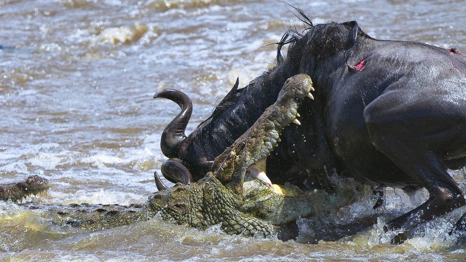 Melhores Fotos de Ataques de Animais Selvagens: Imagens Incríveis