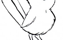 Desenhos para Colorir de Pássaros: Melhores Aves, Imagens para Pintar
