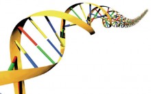 Como Ocorre a Tradução do DNA: Tipos de RNA, Etapas, Resumo e Tabela