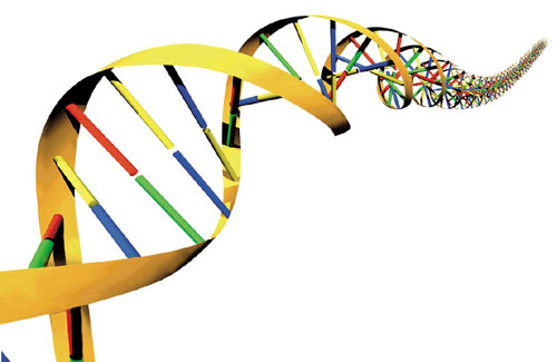 Como Ocorre a Tradução do DNA: Tipos de RNA, Etapas, Resumo e Tabela