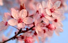 Festa Tradicional Japonesa Comemora Sakura – Flor da Cerejeira em SP