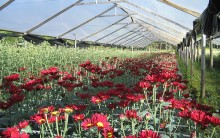 Cuidados para Cultivar Flores: Tipos de Plantas e Cultivo