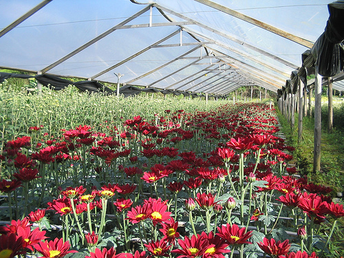 Cuidados para Cultivar Flores: Tipos de Plantas e Cultivo