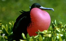 Tudo sobre a Fragata-comum: Reprodução, Alimentação, Habitat e Fotos