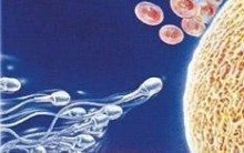 Gametogênese: Espermatogênese e Ovulogênese, Resumo com Esquema, Fotos
