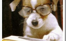 Animais mais Inteligentes do Mundo: Cão, Chipanzé, Golfinho etc, Lista
