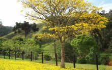 Melhores Fotos de Ipês Amarelos: Lindas Imagens da Árvore Florida