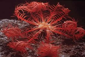 estrutra-forma-lírios-mar