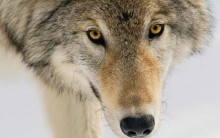 Tudo sobre Lobos (Canis lupus): Espécies, Habitat, Reprodução, Fotos