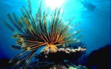 Tudo sobre Lírios do Mar: Estrutura, Alimentos, Extinção, Fotos