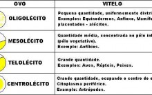 Tipos de Óvulos: Oligolécito, Telolécito, Heterolécito e Centrolécito