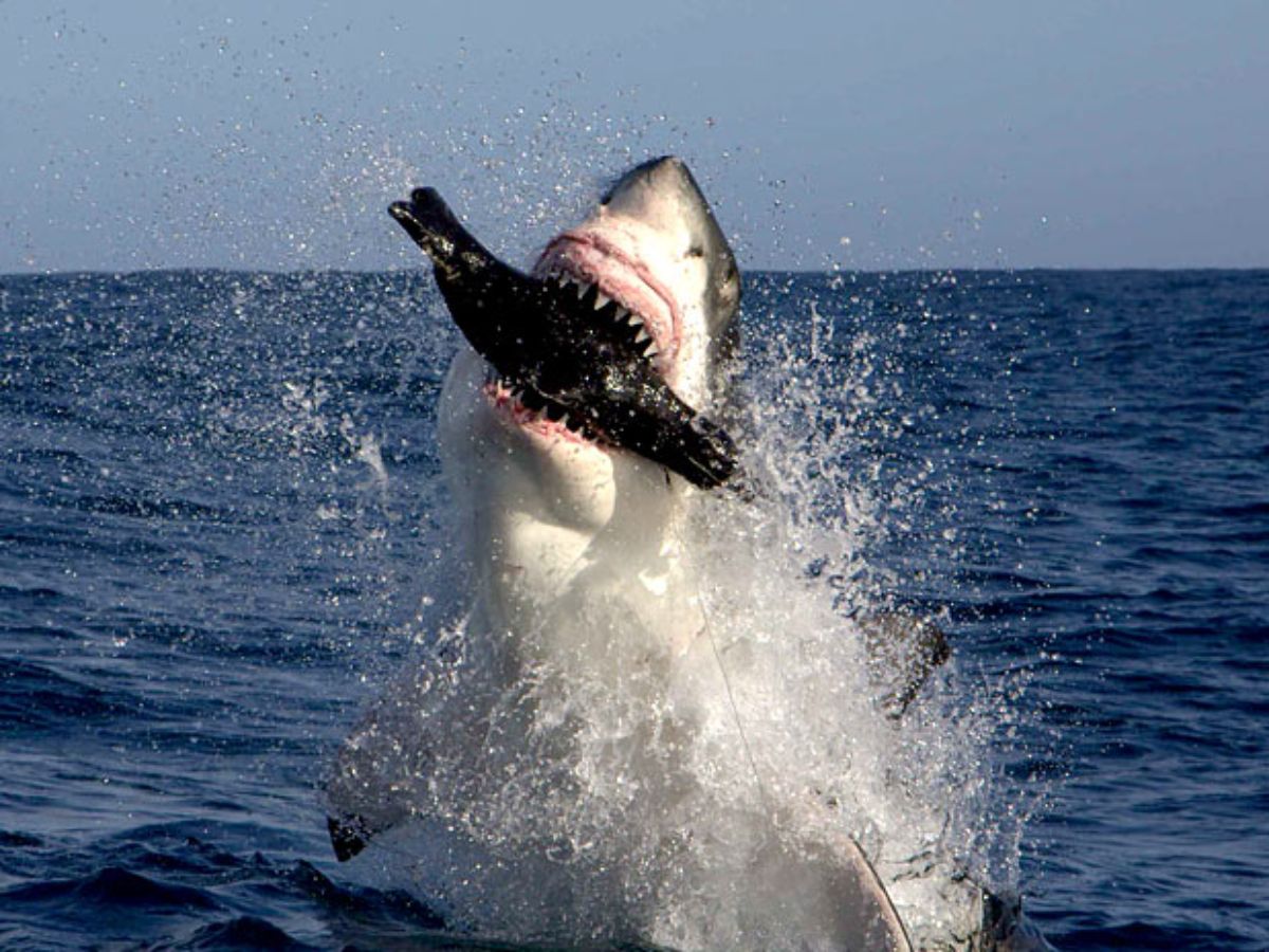 tubarao-com-foca
