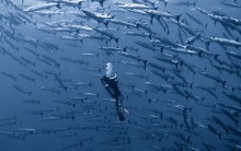 Fotógrafo Alexander Safonov, Fotos do Fundo do Mar: Melhores Imagens