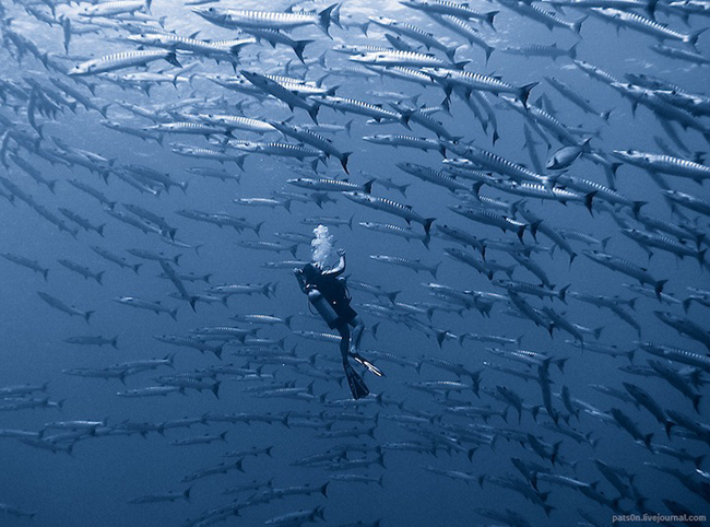 Fotógrafo Alexander Safonov, Fotos do Fundo do Mar: Melhores Imagens