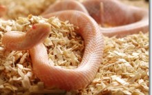 Animais de Estimação Exóticos e Silvestres: Corn Snakes, Como Cuidar