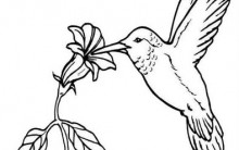 Desenhos para Colorir de Beija-Flor: Imagens para Imprimir e Pintar