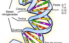 Tabela do Código Genético Universal com Códons de RNAm: Aminoácidos