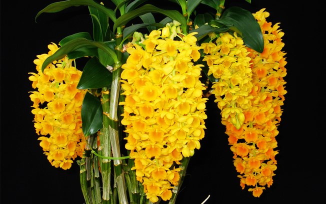 exposição-de-orquídeas-da-aosp