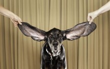 Harbor é o Cão com Orelhas mais Longas do Mundo: Fotos do Cachorro