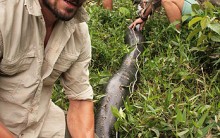 Anaconda Gigante de 100 Kg Encontrada na Guiana, Fotos Sucuri, Cobra